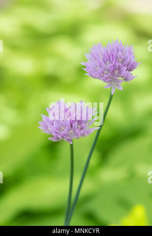 Allium umbilicatum Boiss fiori contro uno sfondo verde Foto Stock
