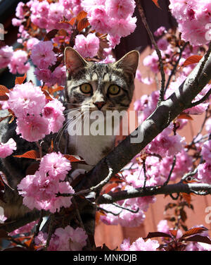 Giovani tabby cat il peering fuori da un albero ciliegio aveva scalato Foto Stock