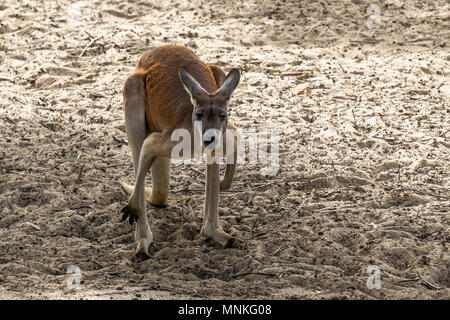 Big Kangaroo in piedi sul suolo in zoo. Foto Stock