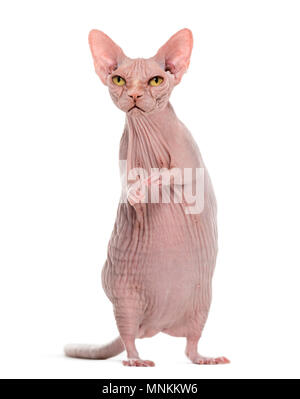 Chimera con arrabbiato glabre Sphinx cat e del ratto corpo contro uno sfondo bianco Foto Stock