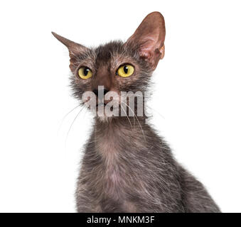 Lykoi cat, chiamato anche il lupo mannaro cat contro uno sfondo bianco Foto Stock