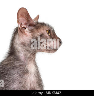 Lykoi cat, chiamato anche il lupo mannaro cat contro uno sfondo bianco Foto Stock