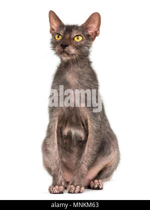 Lykoi cat, chiamato anche il lupo mannaro cat contro uno sfondo bianco Foto Stock