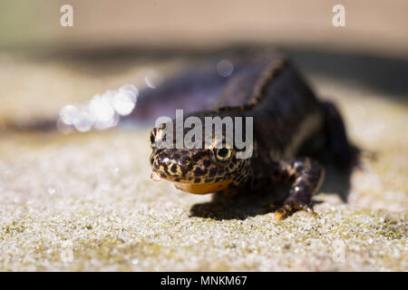 Il tritone alpestre, Ichthyosaura alpestris, camminando sulla terra. Frontale di vista ravvicinata di animale camminando sulla terra. Foto Stock