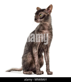 Lykoi cat, chiamato anche il lupo mannaro cat contro uno sfondo bianco Foto Stock