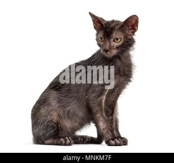 Lykoi cat, chiamato anche il lupo mannaro cat contro uno sfondo bianco Foto Stock