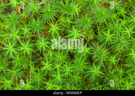 Banca Hairca moss (Polytrichastrum formosum) nel bosco a Mendip Hills, Somerset, Inghilterra. Foto Stock