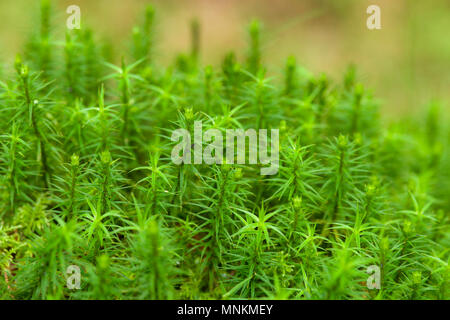 Banca Hairca moss (Polytrichastrum formosum) nel bosco a Mendip Hills, Somerset, Inghilterra. Foto Stock