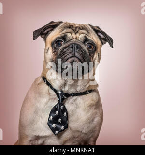 Pug che indossa cravatta seduti contro sfondo marrone Foto Stock