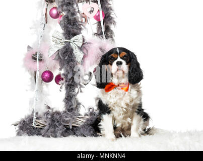 Cavalier King Charles Spaniel seduta accanto alla decorazione di Natale contro uno sfondo bianco Foto Stock