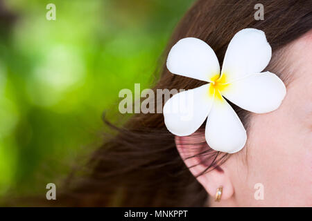 Close up di un bianco tropicale Fiore di frangipani dietro donna orecchio Foto Stock