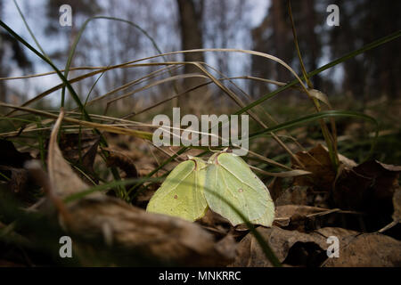 Close-up di due coniugati brimstone farfalle Gonepteryx rhamni Foto Stock