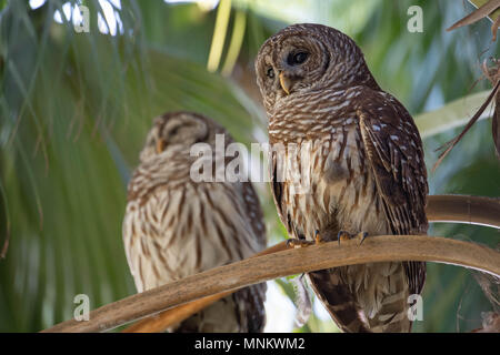 Bloccate il Gufo in Florida Foto Stock