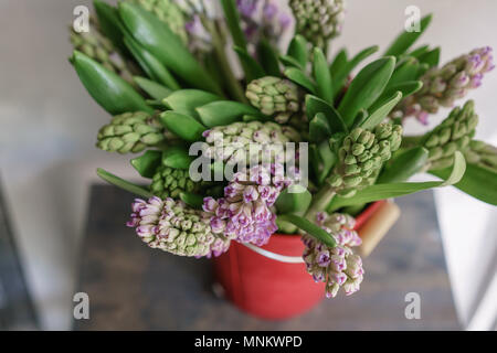 Bouquet di bellissimi giacinti lilla. Close-up di fiori di primavera in vaso. pianta bulbosa. Carta da parati floreale Foto Stock