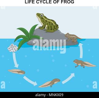 Illustrazione della rana del ciclo di vita Illustrazione Vettoriale