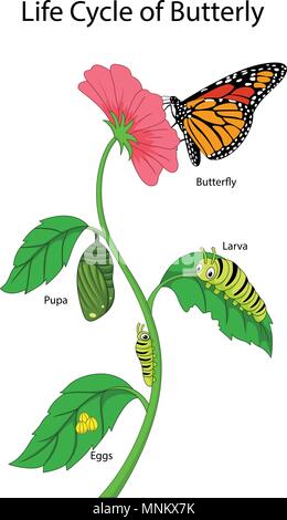 Illustrazione di una farfalla monarca del ciclo di vita Illustrazione Vettoriale