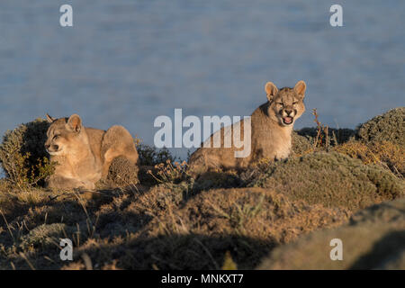 Puma selvatici in Patagonia Foto Stock