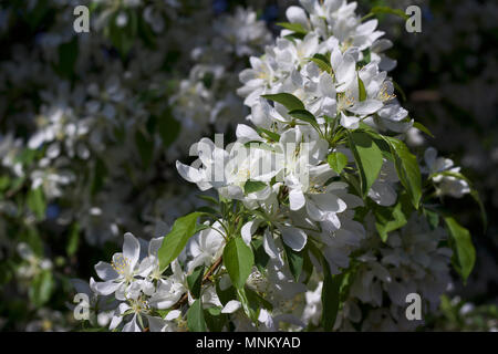 Bright bianco neve fiorisce su una fioritura primaverile crabapple ornamentali albero con cielo blu sullo sfondo Foto Stock