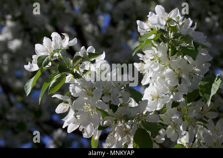 Bright bianco neve fiorisce su una fioritura primaverile crabapple ornamentali albero con cielo blu sullo sfondo Foto Stock