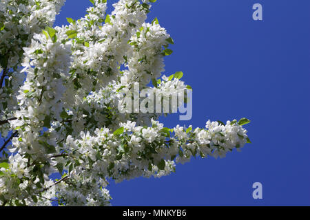 Bright bianco neve fiorisce su una fioritura primaverile crabapple ornamentali albero con cielo blu sullo sfondo Foto Stock
