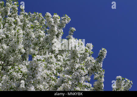 Bright bianco neve fiorisce su una fioritura primaverile crabapple ornamentali albero con cielo blu sullo sfondo Foto Stock
