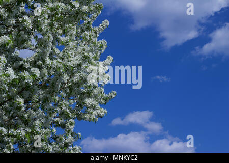 Bright bianco neve fiorisce su una fioritura primaverile crabapple ornamentali albero con cielo blu sullo sfondo Foto Stock