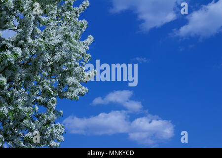 Bright bianco neve fiorisce su una fioritura primaverile crabapple ornamentali albero con cielo blu sullo sfondo Foto Stock