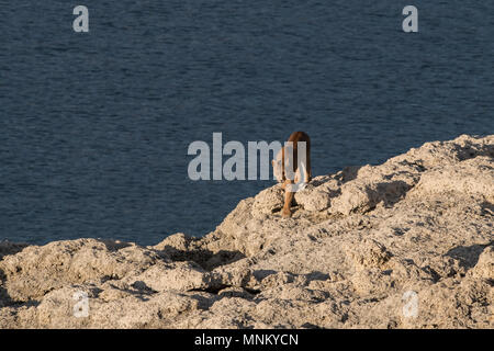 Puma selvatici in Patagonia Foto Stock