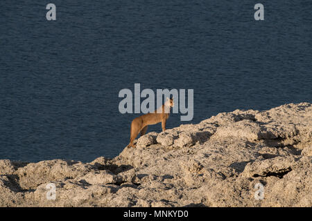 Puma selvatici in Patagonia Foto Stock