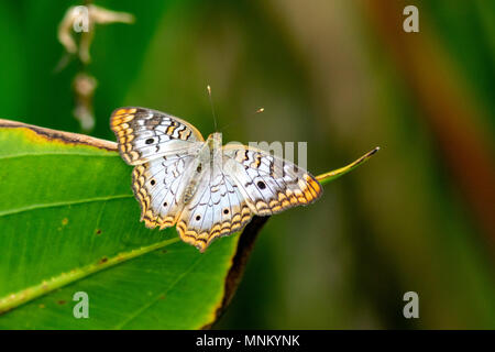 White farfalla pavone (Anartia jatrophae) - Verde Cay zone umide - Boynton Beach, Florida, Stati Uniti d'America Foto Stock