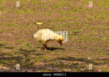 Un gosling becchettare per cibo. Foto Stock