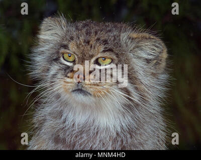 Pallas's cat Otocolobus manul captive Foto Stock