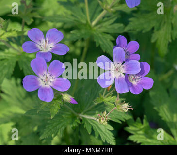 Geranium sylvaticum 'Cyrils Fancy" Foto Stock