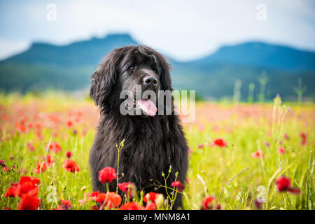 Cane di terranova santa natale carino xmas valentine amore Foto Stock