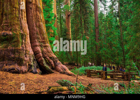 I turisti da un gigantesco albero di sequoia Foto Stock