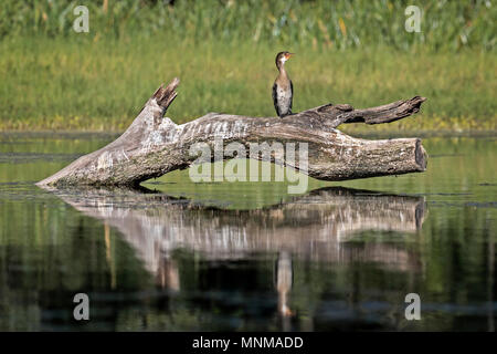 Cormorano a coda lunga (Microcarbo africanus) Foto Stock