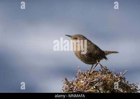 Eurasian wren (Troglodytes troglodytes) a Kedarnath Wildlife Sanctuary, Uttarakhand, India Foto Stock