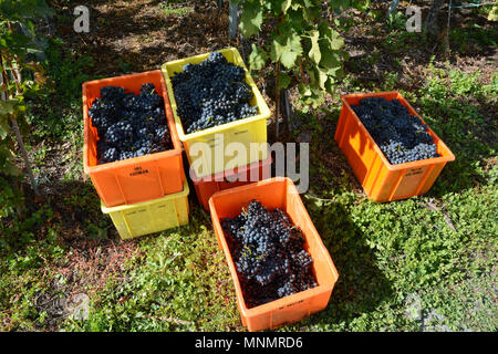 Contenitori riempiti con vino rosso uva in una vigna durante la stagione del raccolto vicino alla città di Chamoson, la Valle del Rodano, Canton Vallese, Svizzera. Foto Stock