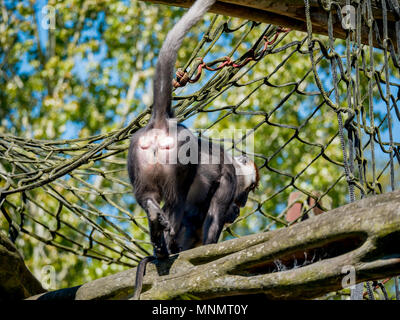 La ciliegia incoronato (Mangabey Cercocebus torquatus) Foto Stock