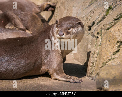 Rivestimento liscio Lontra (Lutrogale perspicillata) Foto Stock