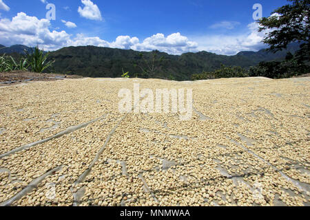 I chicchi di caffè di essiccazione al sole. Piantagioni di caffè sulle montagne di San Andres, Colombia Foto Stock