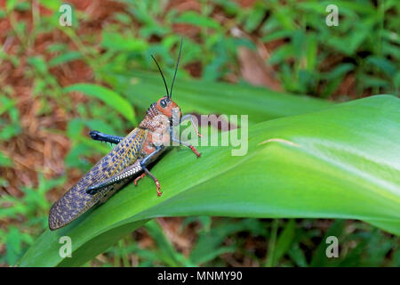Rossa gigante Grasshopper alato, Tropidacris Cristata, Costa Rica Foto Stock
