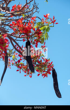 Flamboyant acacia, noto anche come Flame Tree, in fiore in Puerto Ayora, Isola di Santa Cruz, Isole Galapagos, Ecuador. Foto Stock