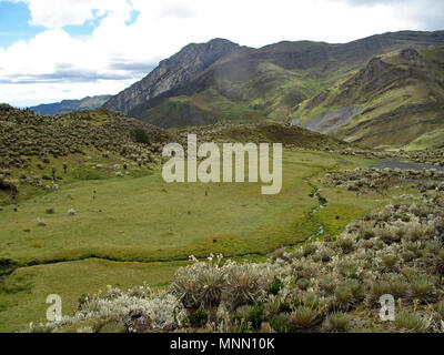 Bella Frailejones piante, Espeletia, paramo highland di Cocuy National Park, Colombia Foto Stock