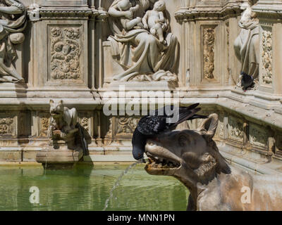 Pigeon siede sulla lupa scultura in la Fonte Gaia in Piazza del Campo a Siena, Italia Foto Stock