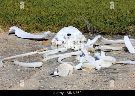 Whalebones sulla baia di San Ignacio Laguna, Baja California, Messico Foto Stock