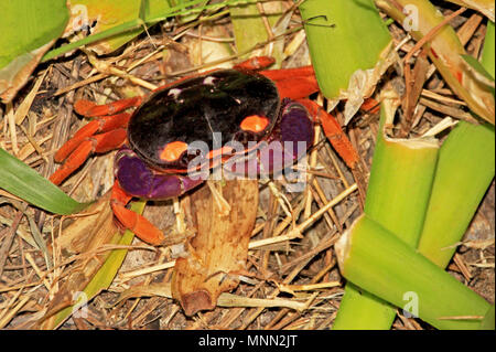 Gecarcinus Quadratus, Halloween Luna Granchio di mare o terra Arlecchino Granchio, Costa Rica Foto Stock