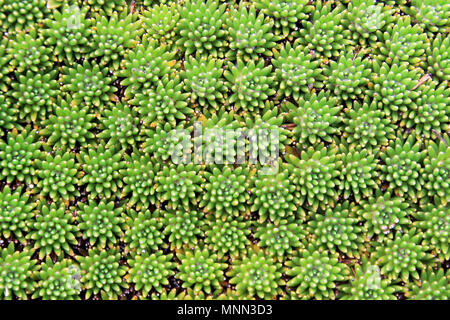 Pianta verde la configurazione di sfondo, tessitura Foto Stock