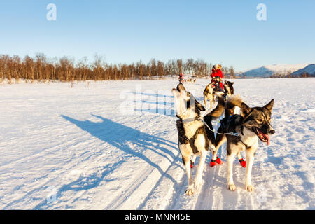 Cani Husky sono tirando la slitta con famiglia sulla soleggiata giornata invernale nel nord della Norvegia Foto Stock