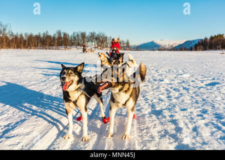 Cani Husky sono tirando la slitta con famiglia sulla soleggiata giornata invernale nel nord della Norvegia Foto Stock